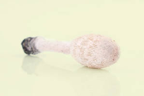 Coprinus