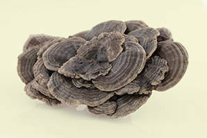 Coriolus