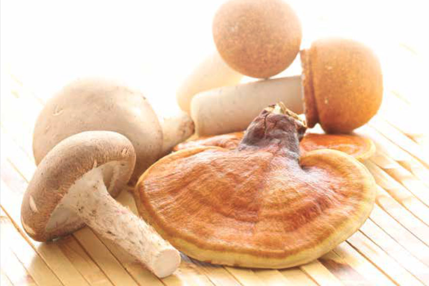Vitalpilze - Naturheilkraft mit Tradition (Schweizer Edition)