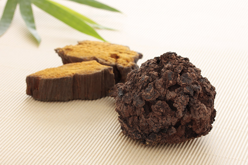 Chaga - Schiefer Schillerporling